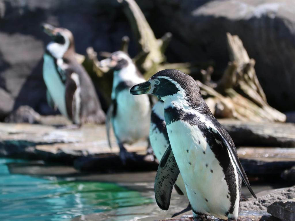 Kostenloses Stock Foto zu aquarium, aquatischer lebensraum, artenschutz