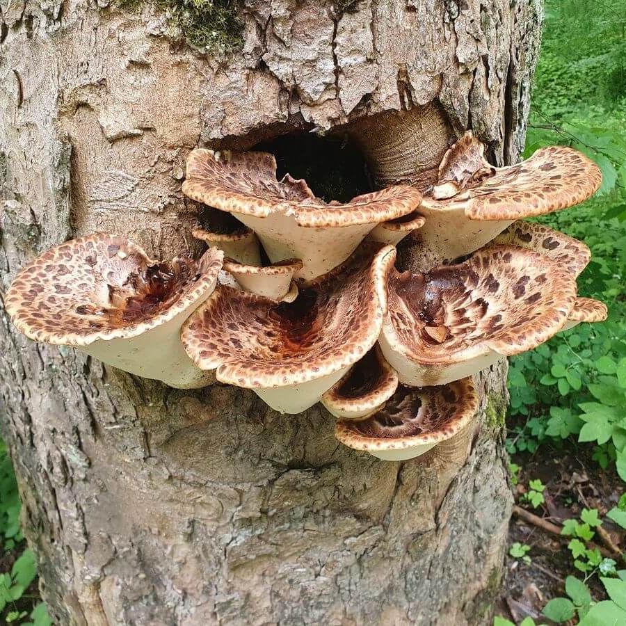 Marienbad_28bis30_05_2025_46