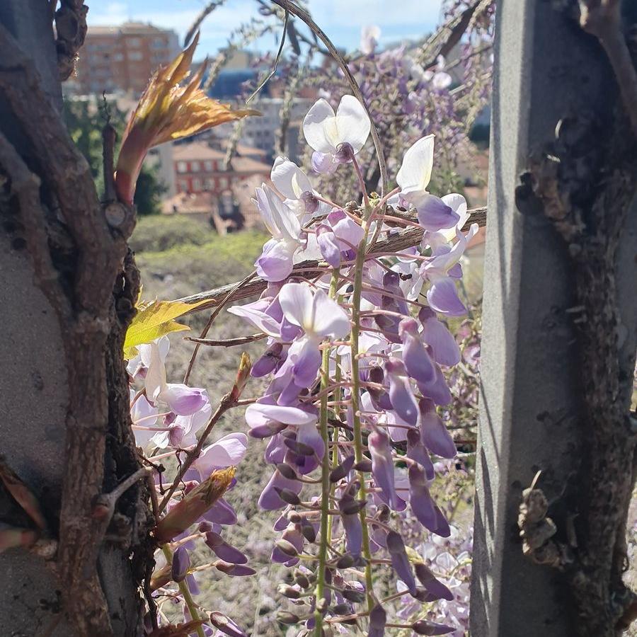 6_Triest_02_04_2024_118