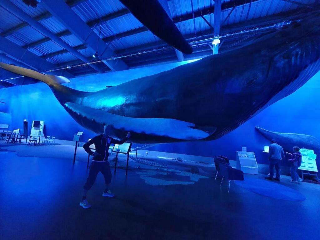 2_Reykjavik_Sightseeing_03_08_2025_136