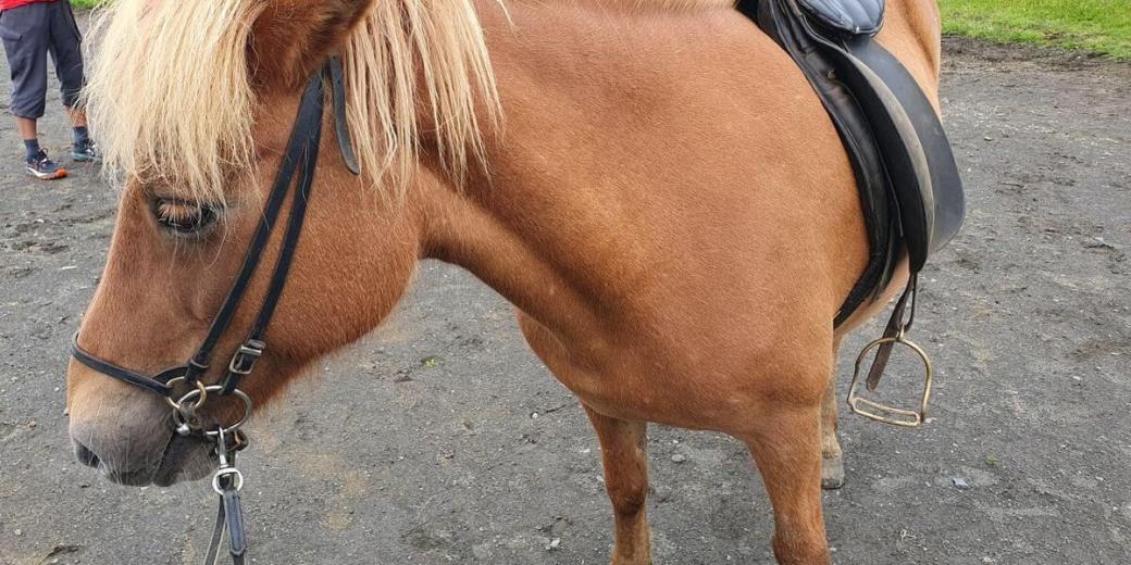 4_Reiten_Zelt_05_08_2025_23