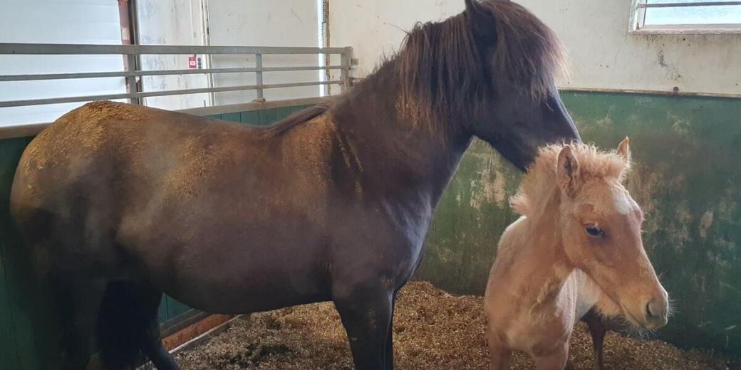 4_Reiten_Zelt_05_08_2025_45