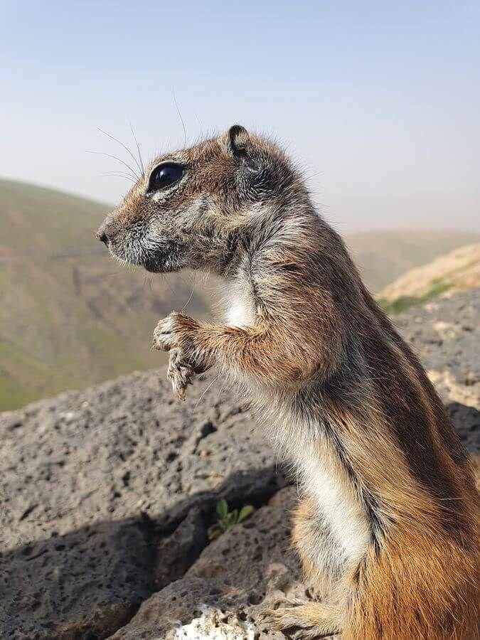 Fuerteventura 07bis17_02_2026_258