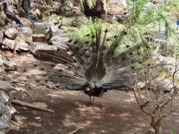 2_Rad_Palmitos_Park_13_04_2025_52