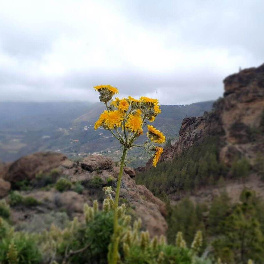 3_Rad_Roque_Nublo_14_04_2025_31