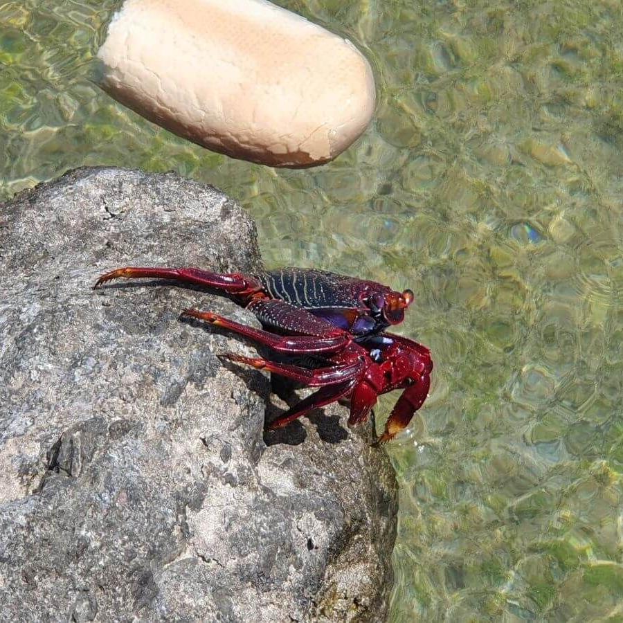 7_Playa_Anfi del Mar_18_04_2025_39